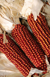 Shrimp and (Really Good) Grits with Greens Recipe Image